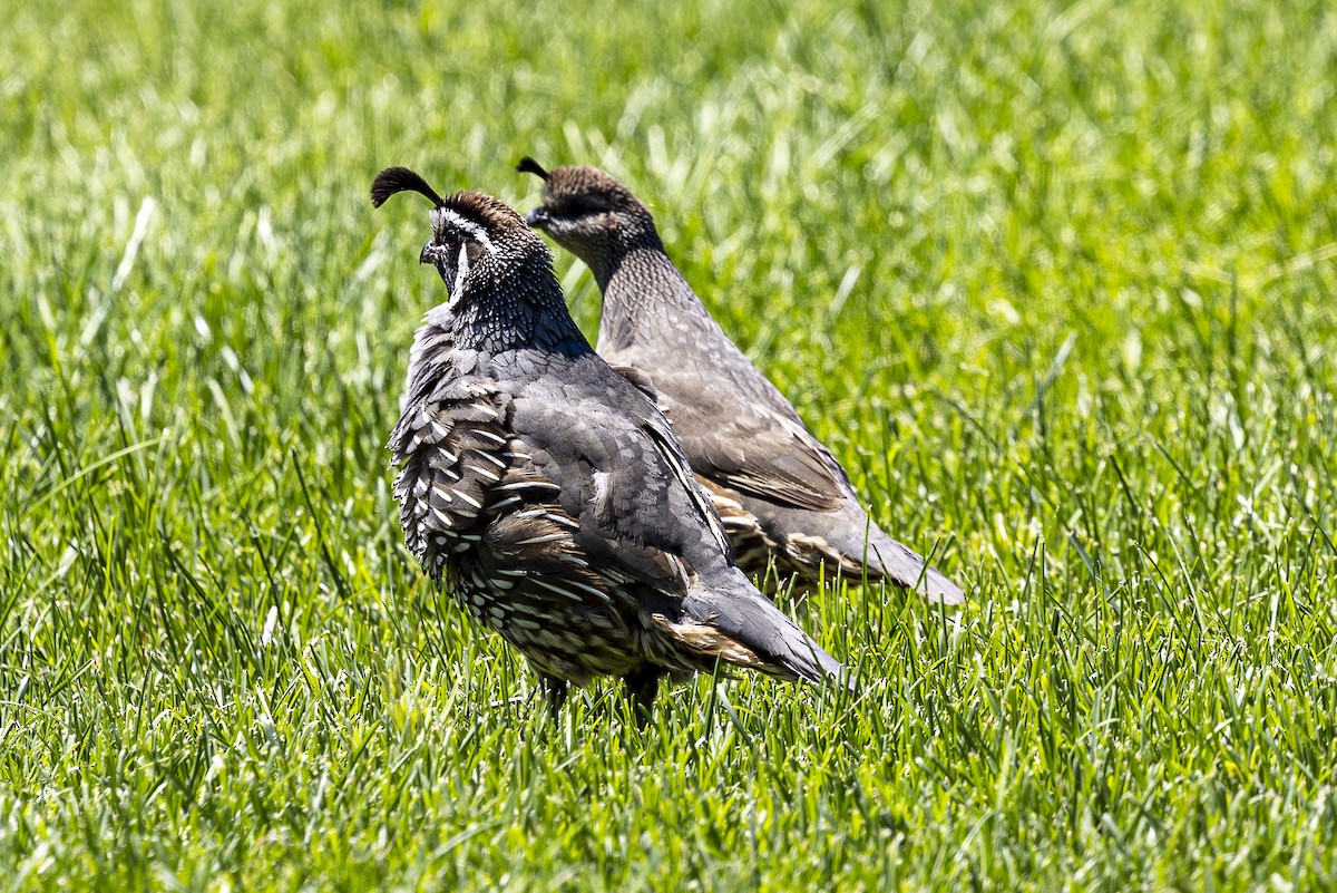 California Quail - Jef Blake