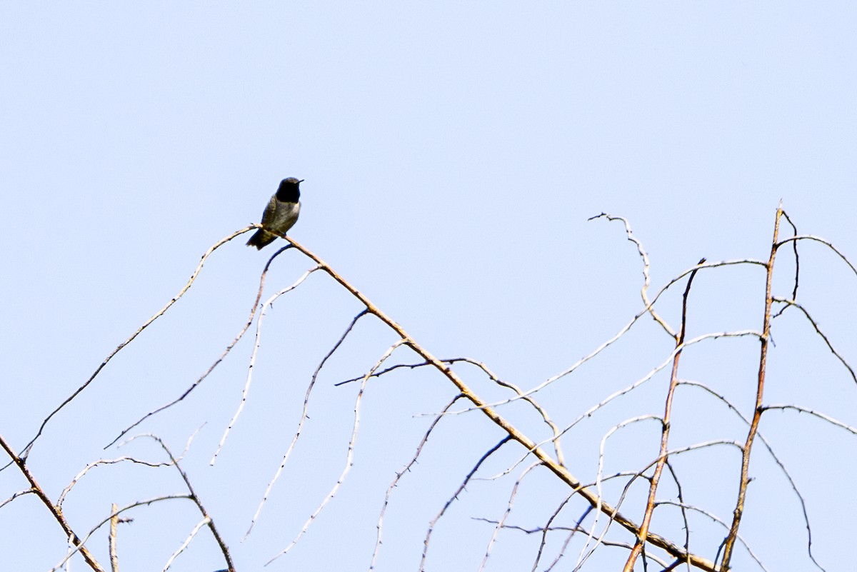 Colibri à gorge noire - ML620290199