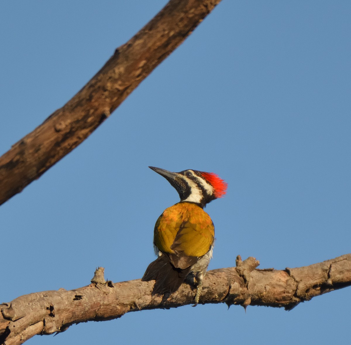 Black-rumped Flameback - ML620290200