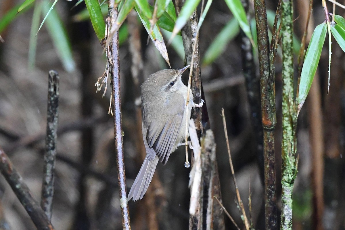 Aberrant Bush Warbler - Jerry Chen