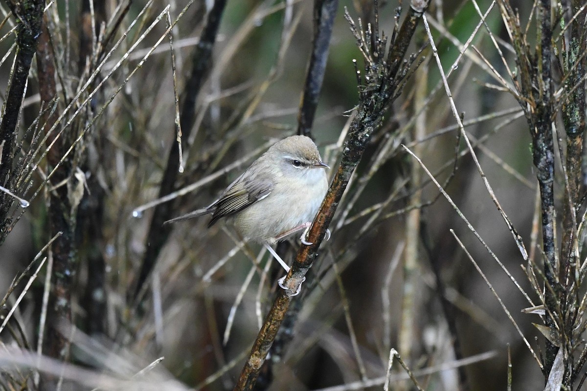 Aberrant Bush Warbler - ML620290207