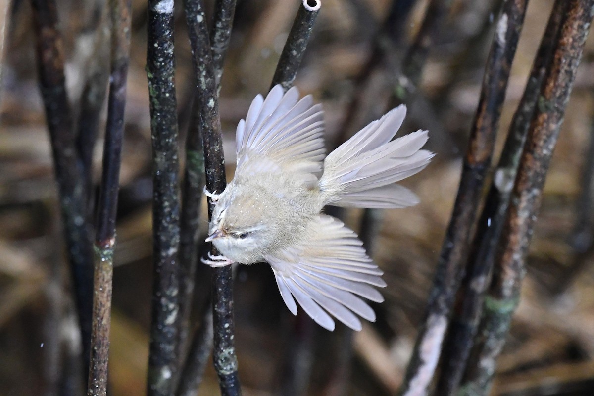 Aberrant Bush Warbler - Jerry Chen