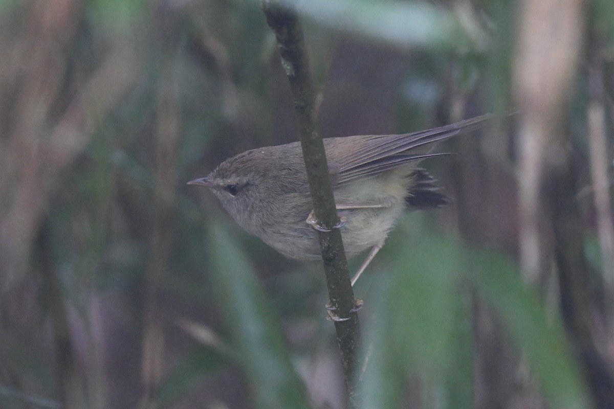 Aberrant Bush Warbler - ML620290210