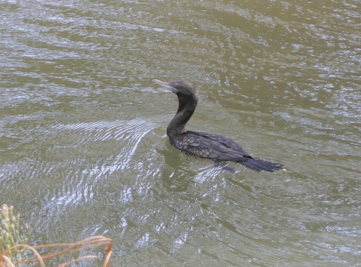 Little Black Cormorant - ML620290211