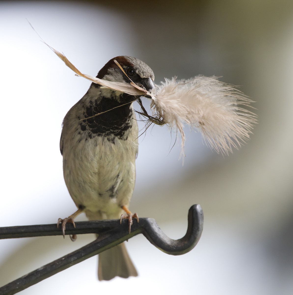 House Sparrow - ML620290219