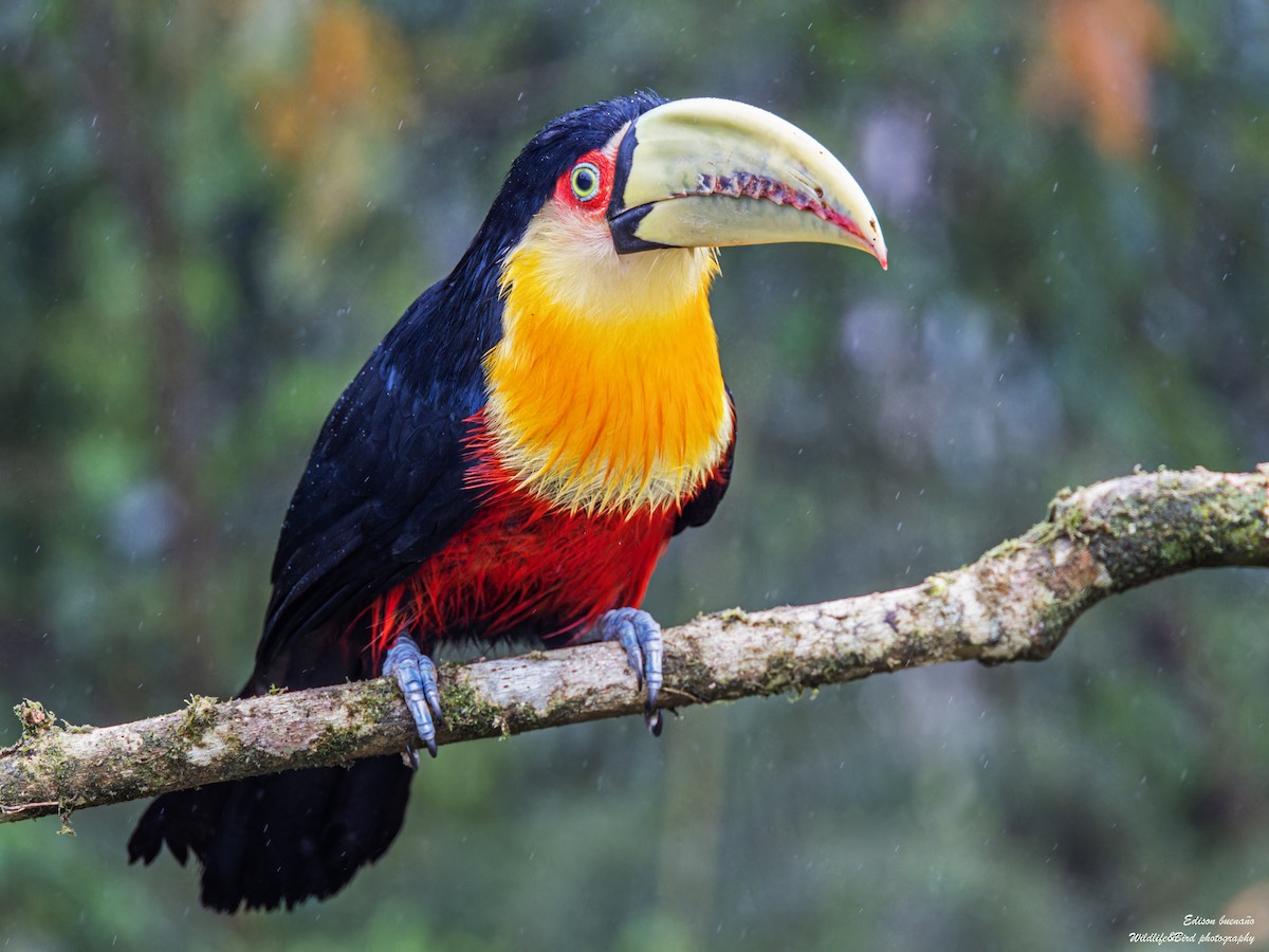 Red-breasted Toucan - ML620290220