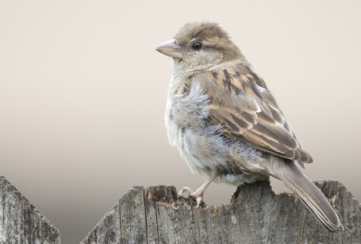 House Sparrow - ML620290221