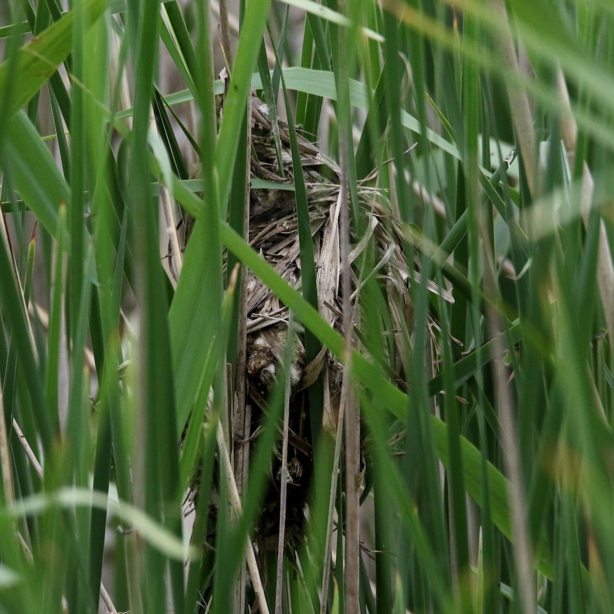 Marsh Wren - ML620290223