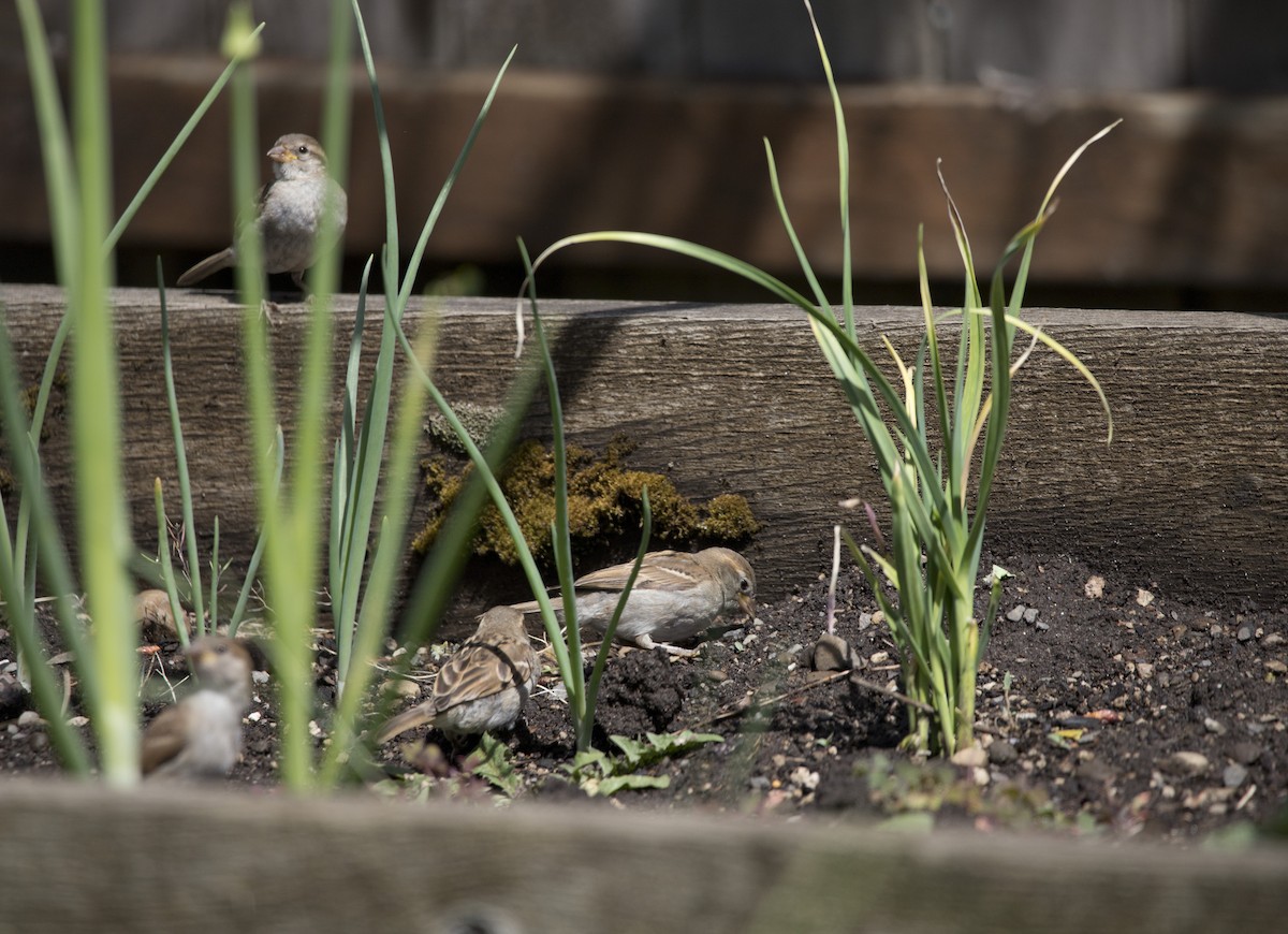 House Sparrow - ML620290225