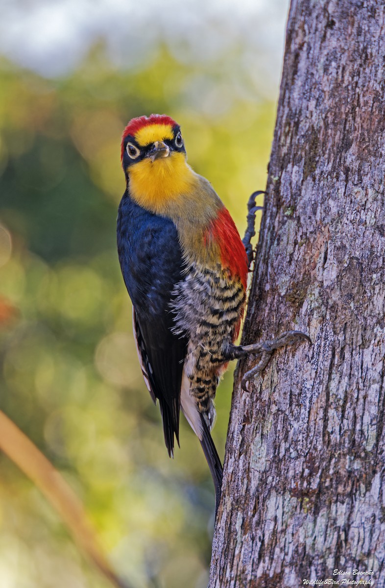 Yellow-fronted Woodpecker - ML620290226