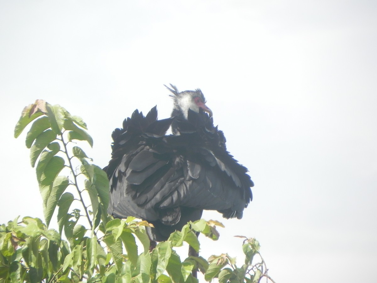 Weißwangen-Wehrvogel - ML620290231