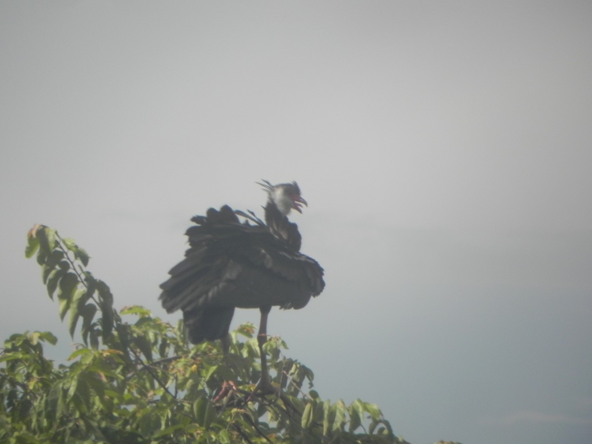 Northern Screamer - ML620290233