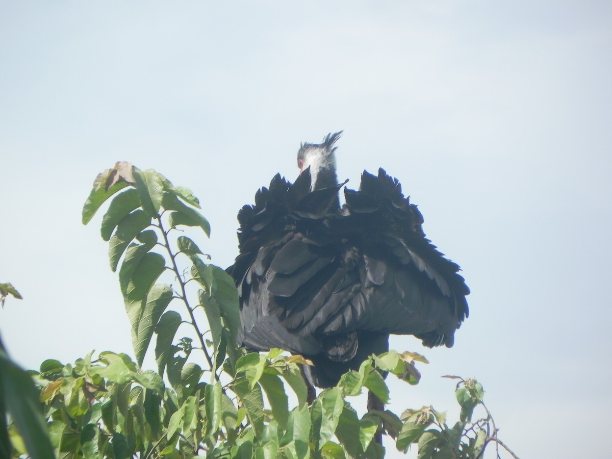 Weißwangen-Wehrvogel - ML620290234