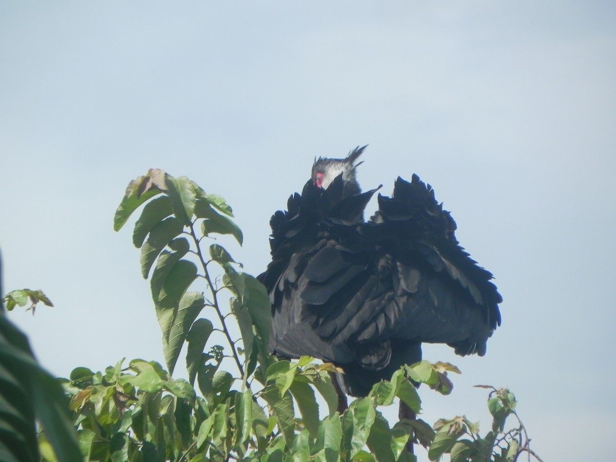 Weißwangen-Wehrvogel - ML620290235