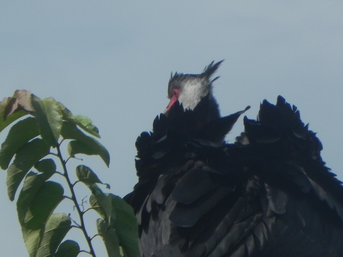 Weißwangen-Wehrvogel - ML620290236