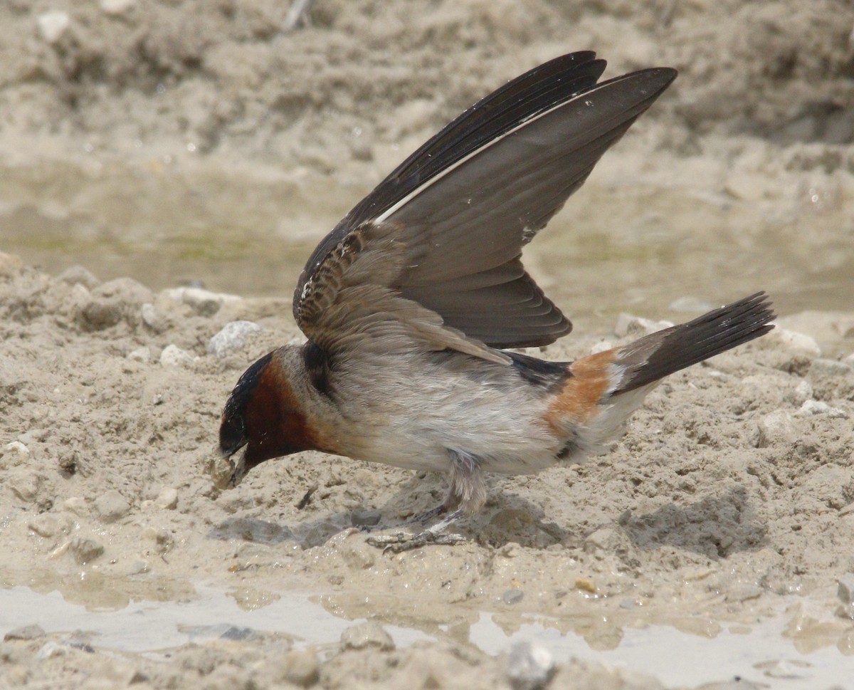 Cliff Swallow - ML620290239