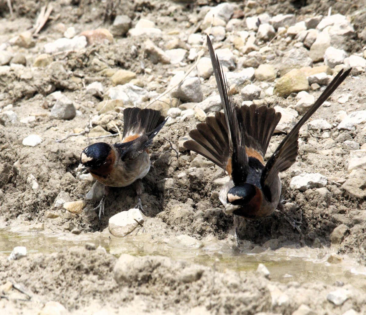 Cliff Swallow - ML620290241