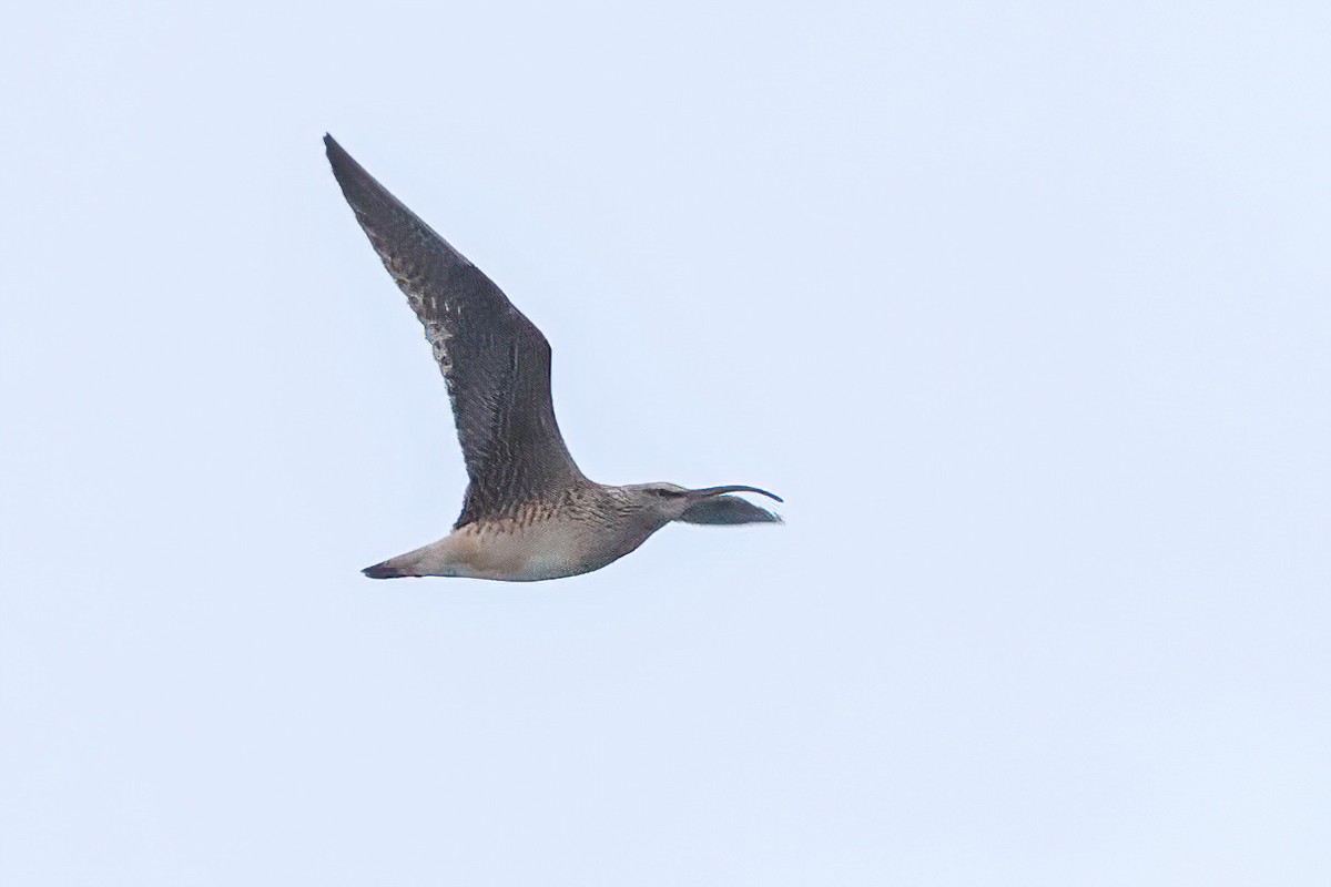 Bristle-thighed Curlew - ML620290265