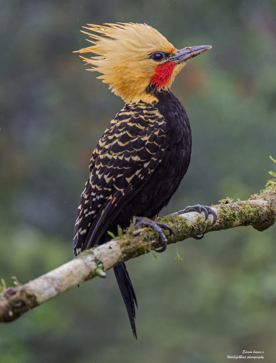 Blond-crested Woodpecker - ML620290273