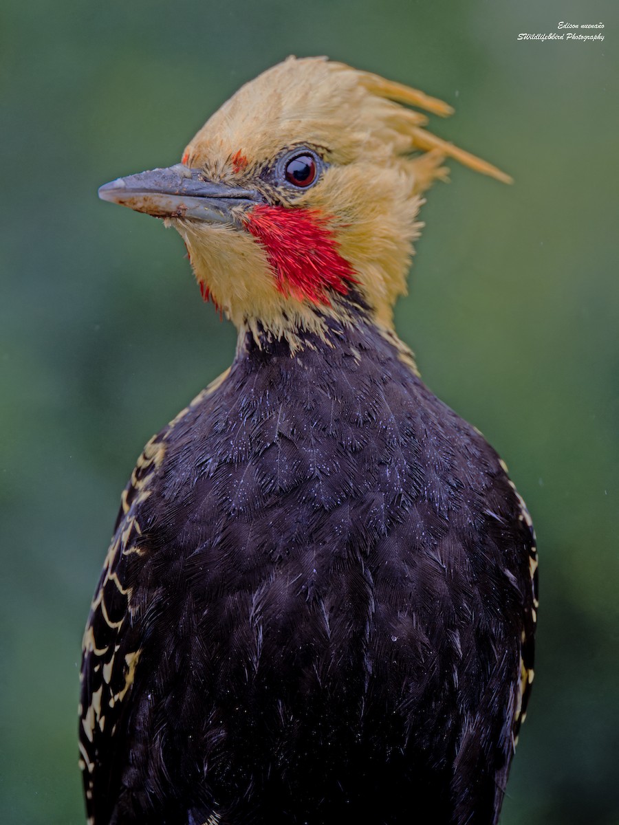 Blond-crested Woodpecker - ML620290274