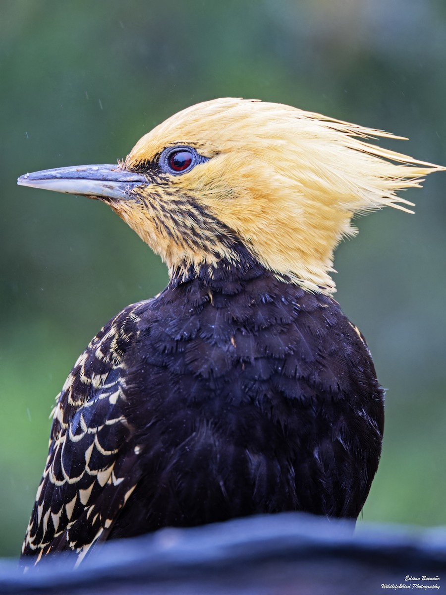 Blond-crested Woodpecker - ML620290275