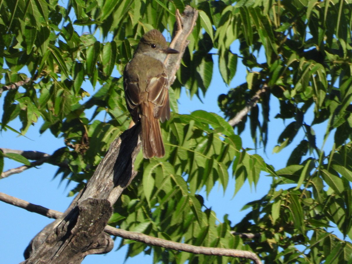 Great Crested Flycatcher - ML620290276