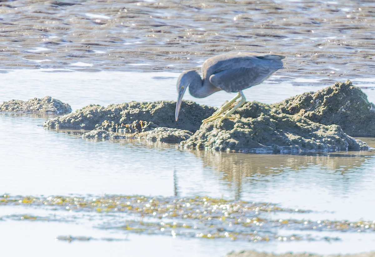 Pacific Reef-Heron - ML620290279