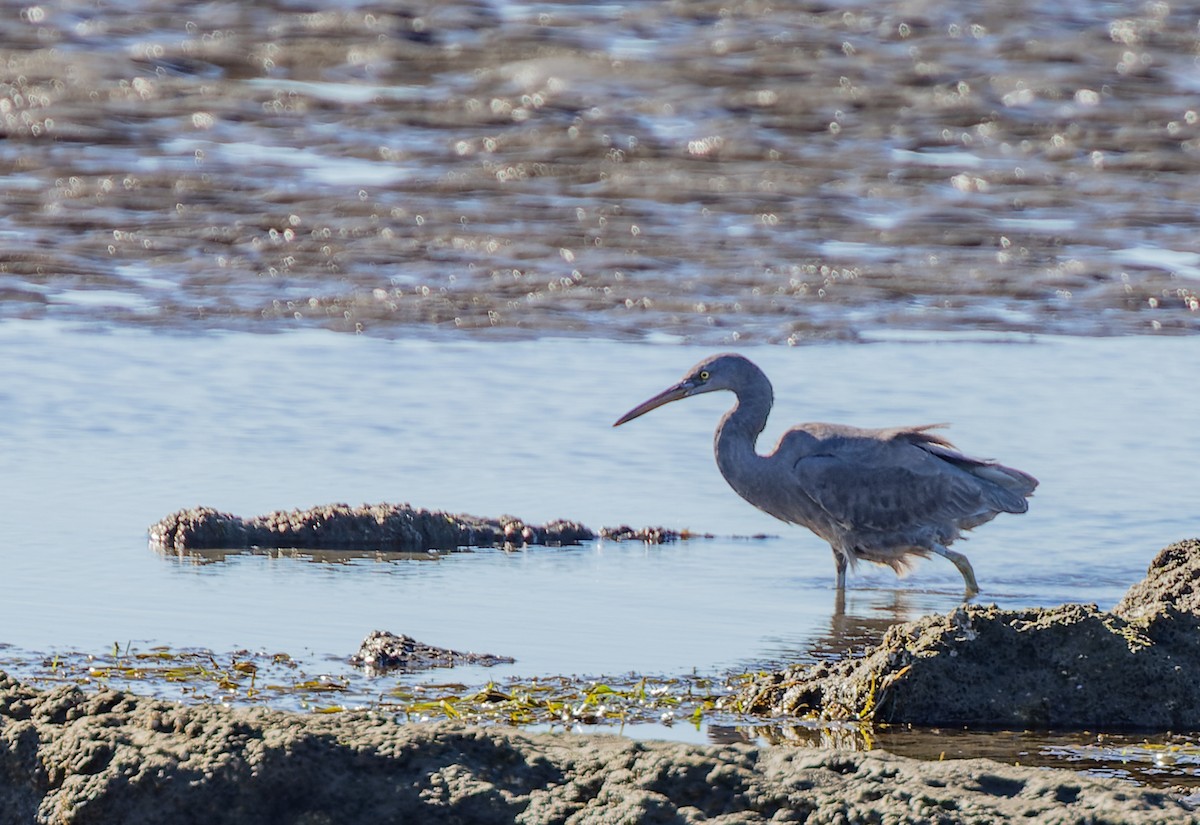 Pacific Reef-Heron - ML620290280