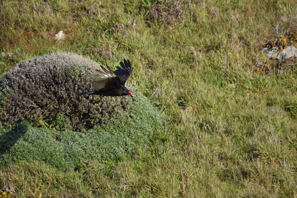 Turkey Vulture - ML620290290