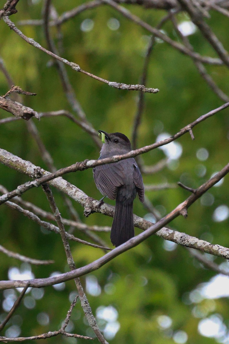 Gray Catbird - ML620290292