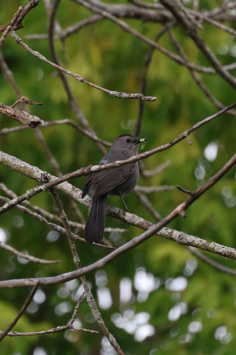 Pájaro Gato Gris - ML620290293