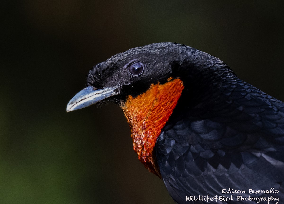 Red-ruffed Fruitcrow - ML620290295