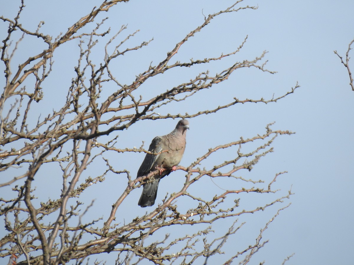 Picazuro Pigeon - ML620290296