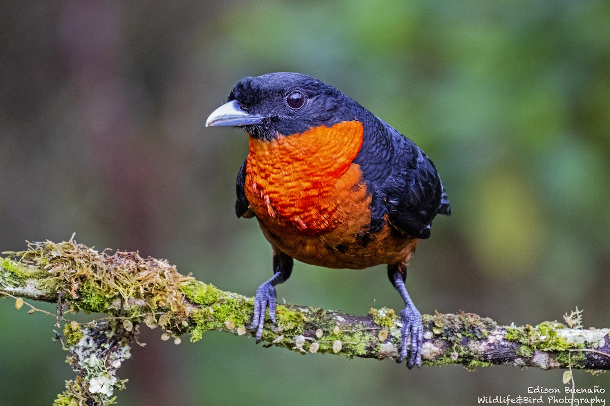 Red-ruffed Fruitcrow - ML620290298