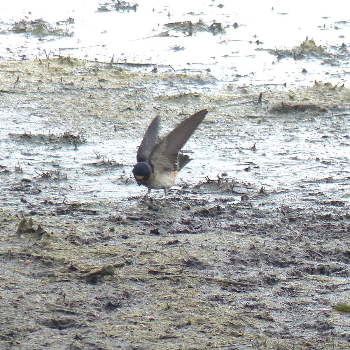 Cliff Swallow - ML620290302