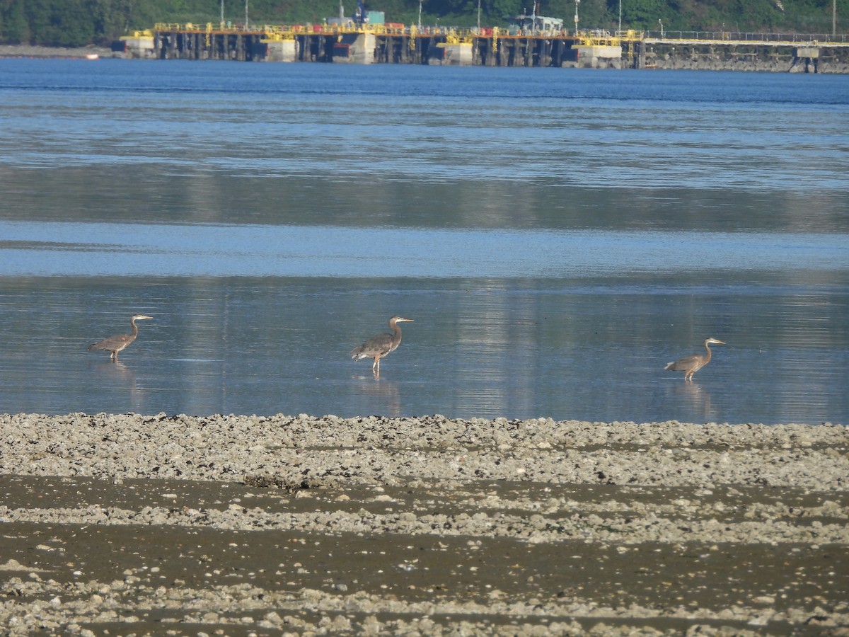 Great Blue Heron - ML620290303