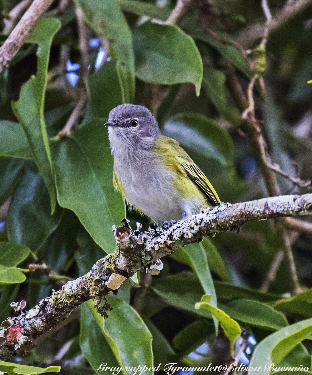 Gray-capped Tyrannulet - ML620290307