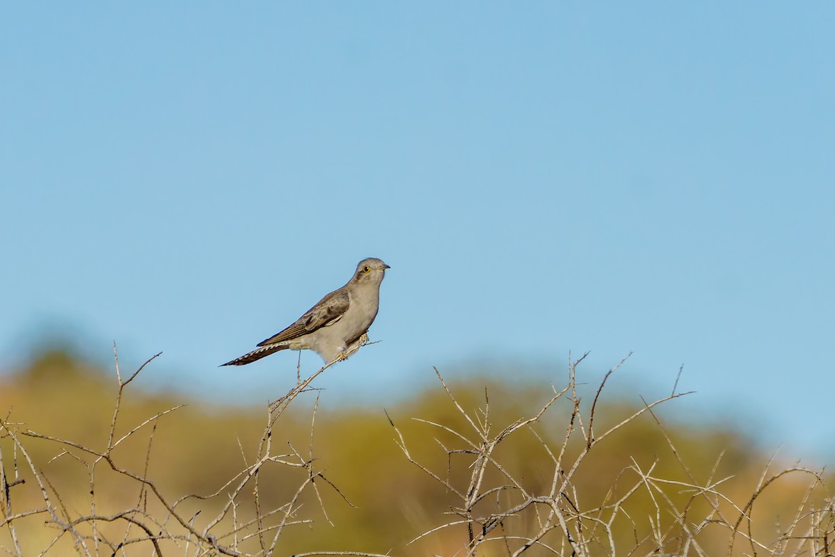 Pallid Cuckoo - ML620290308