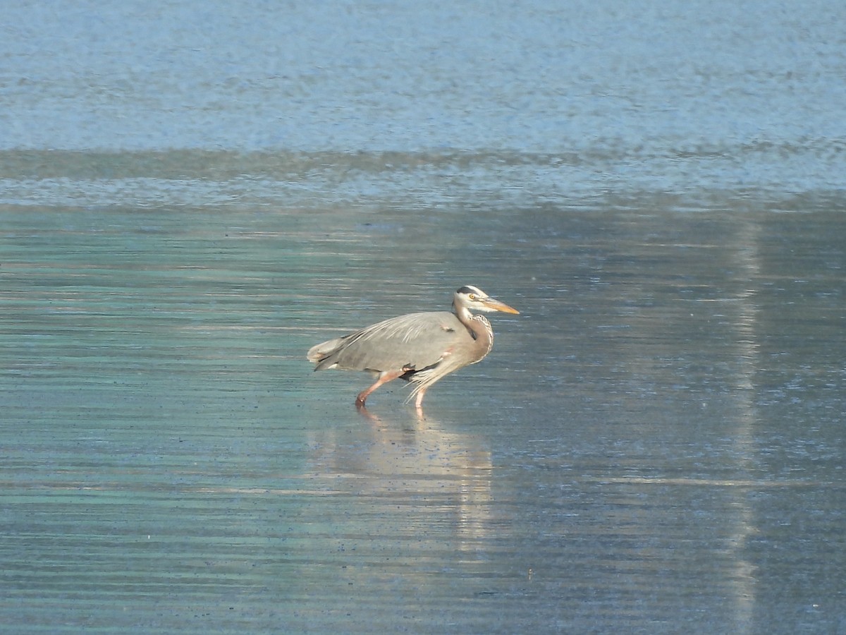 Great Blue Heron - ML620290310