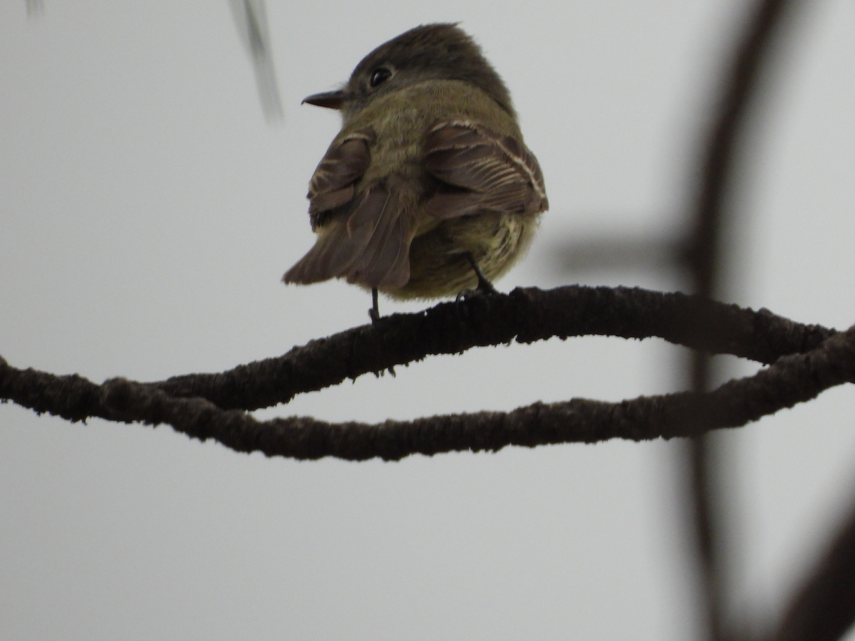 Hammond's Flycatcher - ML620290311