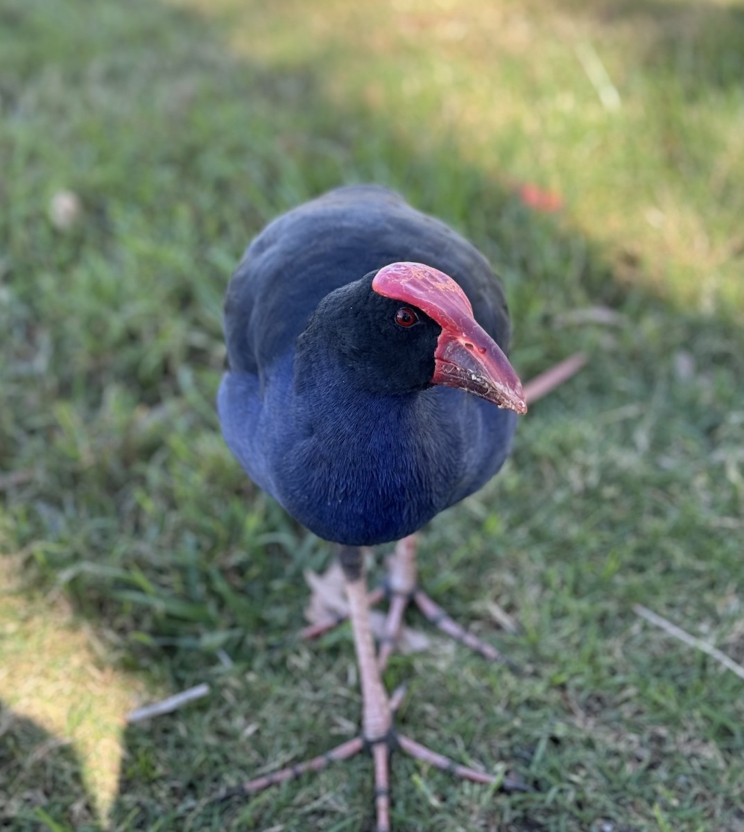 Australasian Swamphen - ML620290314