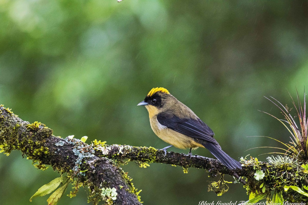 Black-goggled Tanager - ML620290315