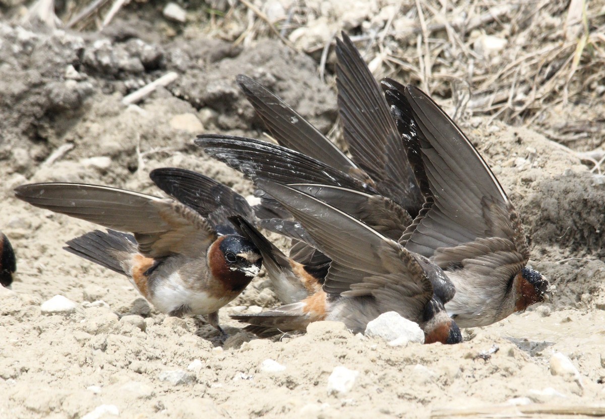 Cliff Swallow - ML620290318