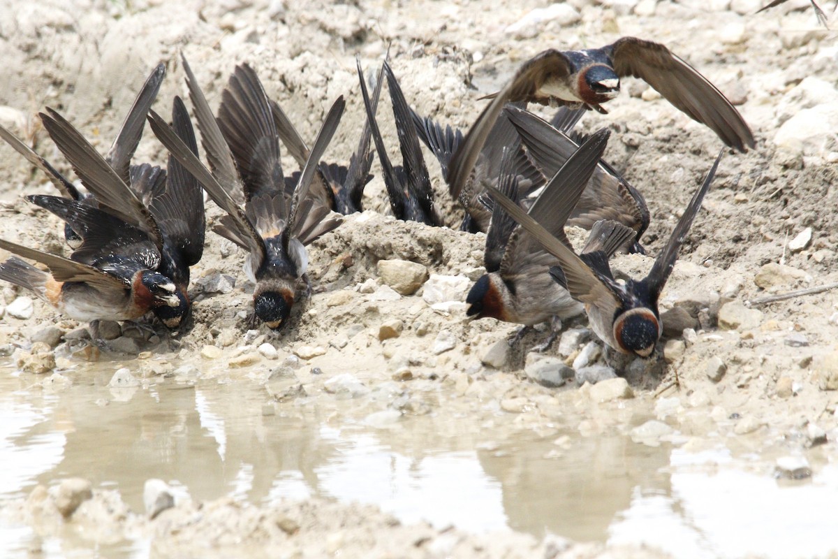 Cliff Swallow - ML620290319