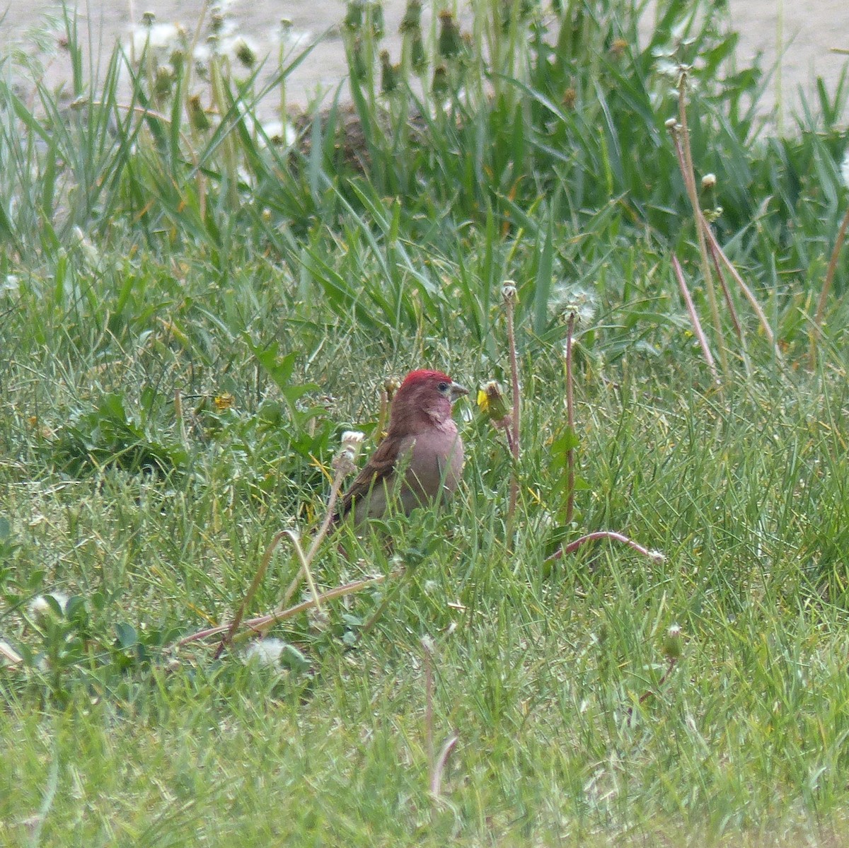 Cassin's Finch - ML620290320