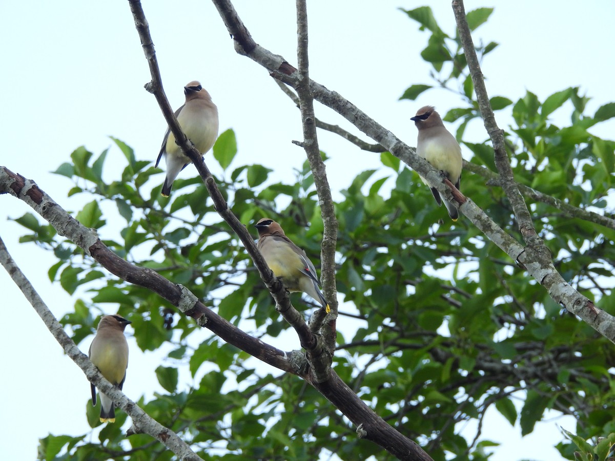 Cedar Waxwing - ML620290328