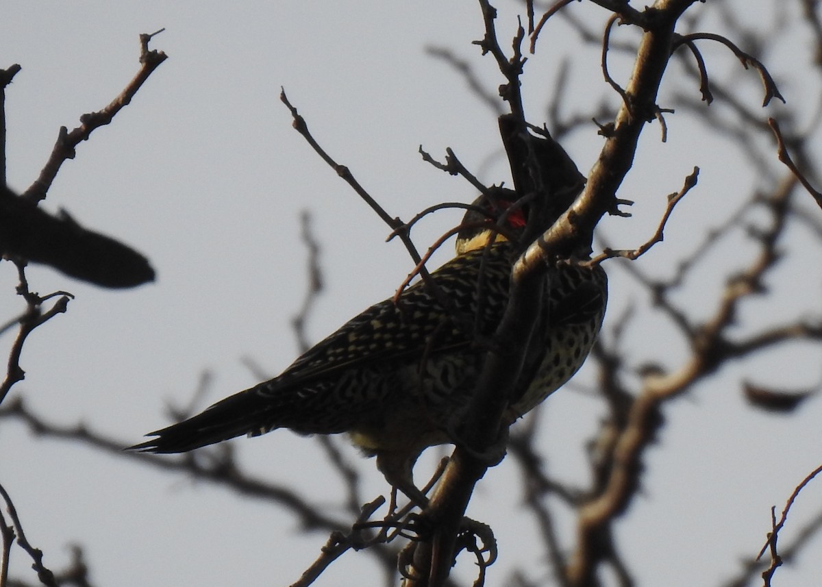 Green-barred Woodpecker - ML620290329