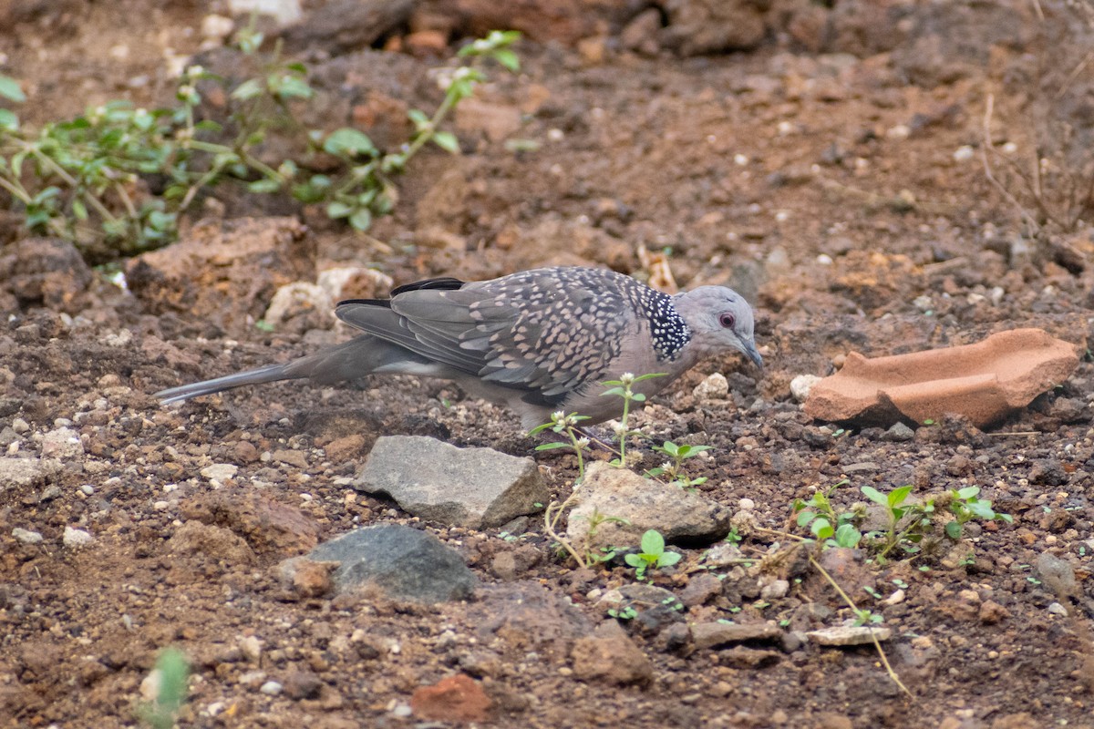 珠頸斑鳩 - ML620290332