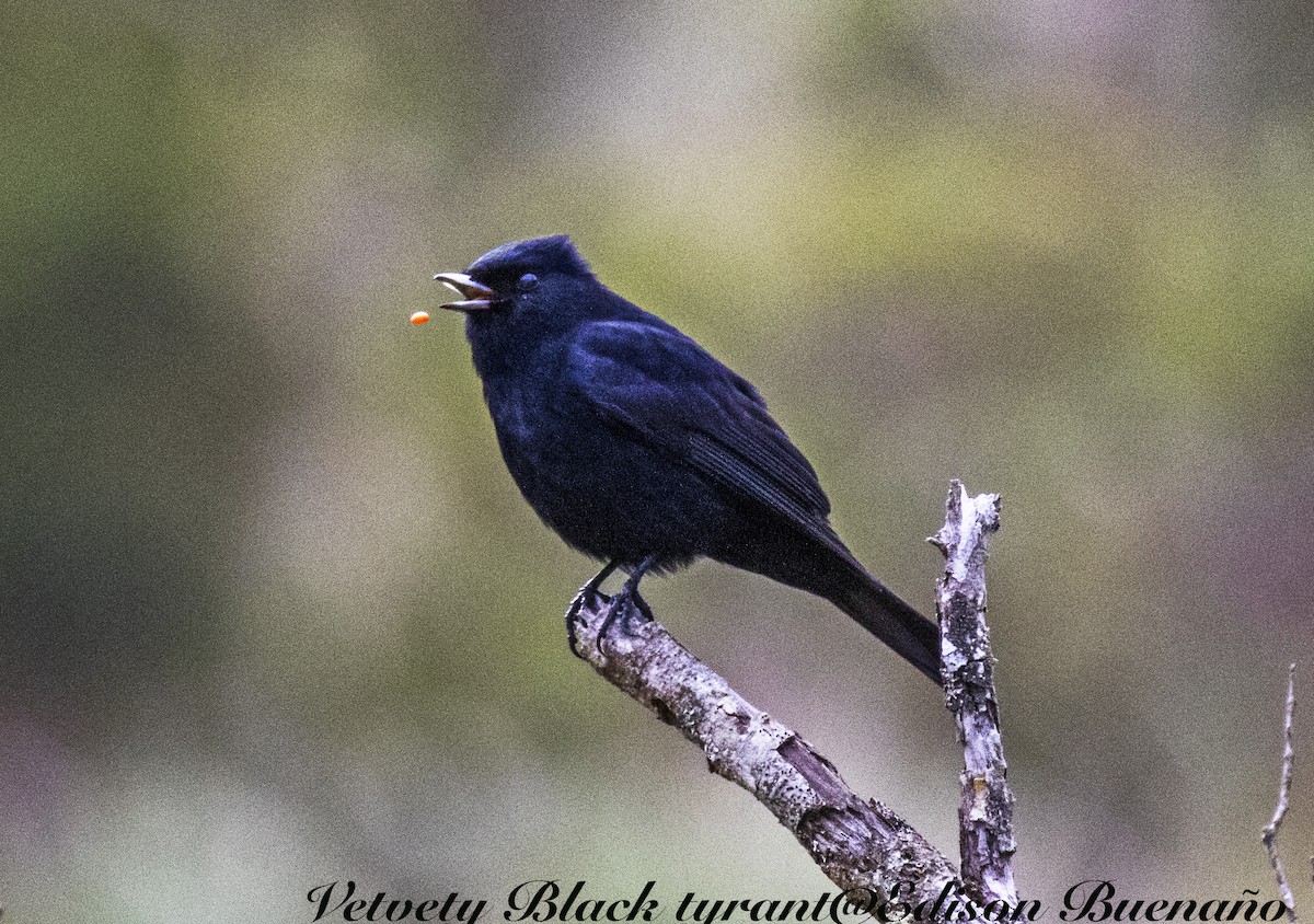 Ruby-crowned Tanager - ML620290333