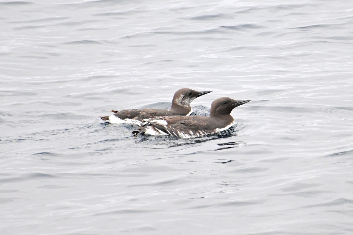 Common Murre - ML620290336